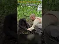 Download Lagu Bonobo's hartverwarmende daad van vriendelijkheid