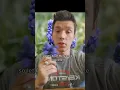 Download Lagu Grape Hyacinths: flower lemonade #homestead