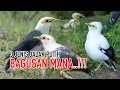 Download Lagu TERNYATA BURUNG JALAK PUTIH ADA 3 JENIS - INI DIA PENAMPAKANYA !! YANG MANA PILIHANMU..??