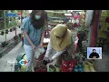 Download Lagu Kreatif! Para Remaja Membuat Pembangkit Listrik Tenaga Bayu Angin dan Taman Sayur - LIS 02/09