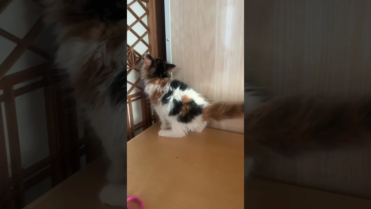 動画