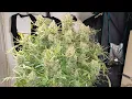 Fast Buds Guava Auto harvest I will add name here if it gets released DWC medical marijuana