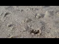 Sand fleas going out with the tide at Edisto Beach SC