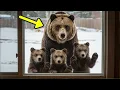 Download Lagu Vrouw opent hutdeur voor grizzlybeer en welpen tijdens dodelijke sneeuwstorm