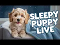 Night 11 Ruby s Overnight Puppy Cam 10-Hour Cozy Sleep Stream Relax Fall Asleep