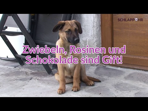 Französische Bulldogge Ernährung: Dein Guide für 2024