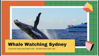 Download Whale Watching Sydney With Binod n' DJ Suren House Music MP3