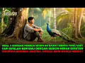 Download Lagu VIRAL !! HIDUP MISKIN DENGAN IBUNYA YANG SAKIT,  HIDUPNYA BERUBAH SETELAH BERTEMU MERAK AJAIB