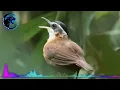 Download Lagu SUARA PIKAT DAN MASTERAN BURUNG PELANDUK TOPI HITAM