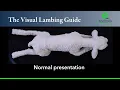 The Visual Lambing Guide Normal Presentation