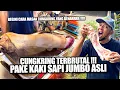 Download Lagu CUNGKRING KAKI SAPI ASLI UKURAN JUMBO !!