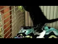 Artemis - Animal Ark Columbus GA