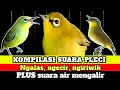 Download Lagu KOMPILASI suara PLECI NGALAS, PLECI NGECIR, PLECI NGIRIWIK plus SUARA AIR MENGALIR.