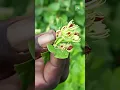 Download Lagu மல்லிகைப் பூ நோய்களின் விளைவு  |🔥Jasmine Plants and Disease: Everything You Need to Know🔥