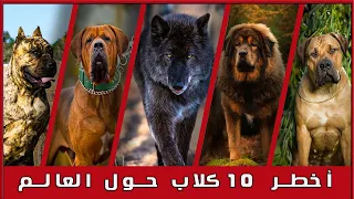 ال     كلاب الاخطر حول العالم                        دندنها