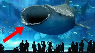 Download LARGEST Aquariums In The World! MP3