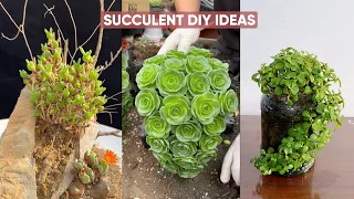 Stunning DIY Succulent Decor Ideas You Must Try! 🌵✨