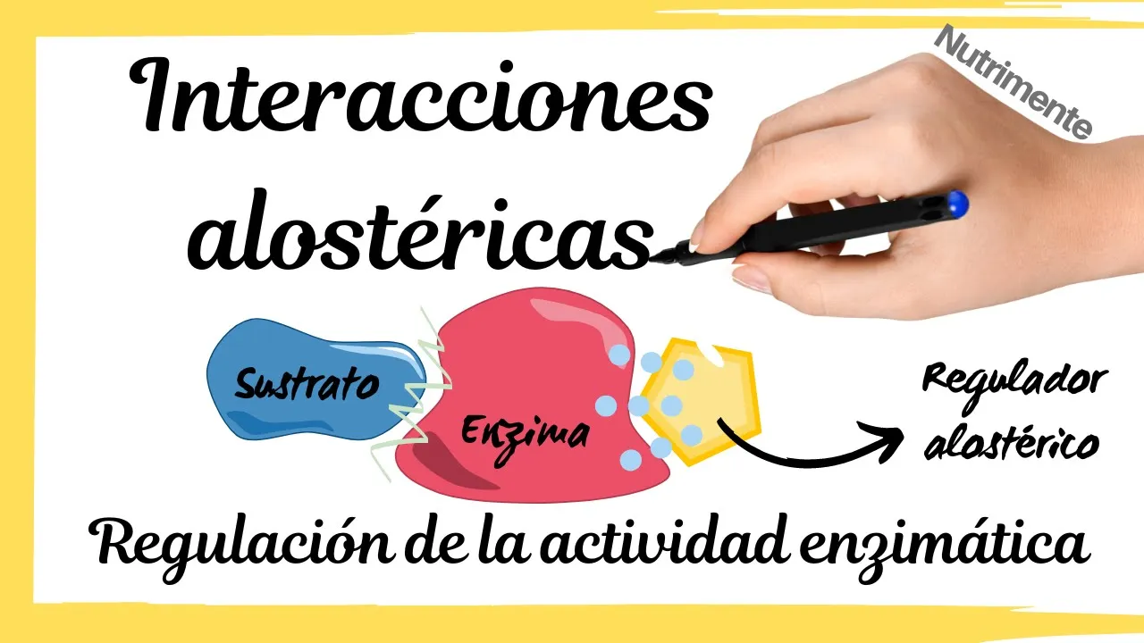 REGULACIÓN de la actividad enzimática [INTERACCIONES ALOSTÉRICAS]
