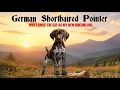 GERMAN SHORTHAIRED POINTER why I chose a GSP