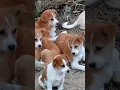 Download Lagu Baby dog#cute puppy barking#4kviral#shorts #trending #viral #kutta