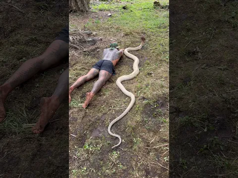 GIANT KING COBRA 🐍  comment your first thoughts 💭 #fyp #snake #cobra #shorts #explore #tiktok
