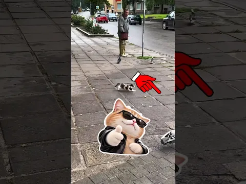 Cat Thinks She Can Fly 😂🕊️