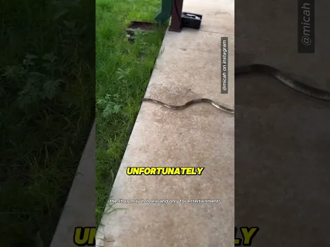 This Man Found a Snake Behind His Chair 😮 #shorts