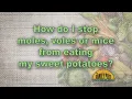 How do I keep moles voles and mice from eating my sweet potatoes