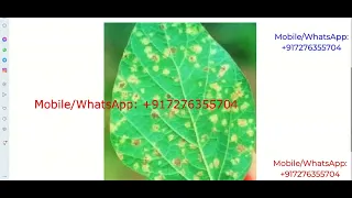 Soybean Plant Disease Detection Using Image Processing Python Project With Source Code Soybean Leaf
