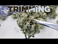 Wet vs Dry Trimming – Complete Guide on How to Trim and Manicure Marijuana Buds, Weed Flowers