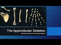Ch 8 Appendicular Skeleton