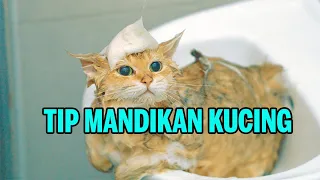 Download Tip mandikan kucing dari Kucingku MP3