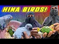 70 80 Years Lifespan Bird Congo Grey Parrot Tamil Hina Bird Farm Tondiarpet