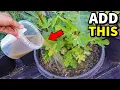 Pour THIS On Your Fig Trees Watch Fig Production EXPLODE