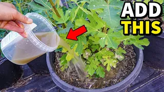 pour this on your fig trees watch fig production explode