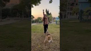 البنت والكلب الغبي نانو وام سيف 