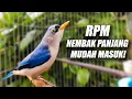 GAMPANG SEKALI DITIRU BURUNG APAPUN! MASTERAN MURAI SUARA RPM RAMBATAN PARUH MERAH GACOR JERNIH JEDA