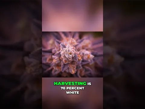 Trichomes Don’t Lie 👀 Harvest Weed at the PERFECT Time
