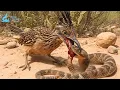 Download Lagu Rattlesnake vs Roadrunner: Survival in Sonora #naturedocumentary | Wild Kingdoom