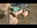 Animals walking in Circles Sheep and other animals are Walking in Circles Worldwide