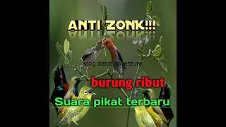 Download suara pikat terbaru burung ribut ampuh anti zonk MP3