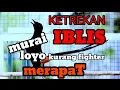 Download Lagu KETREKAN PEMBAKAR EMOSI MURAI √√ pancingan emosi murai malas bunyi