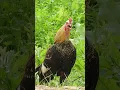 Lagu suara ayam berkokok - rooster voice compilation #animals