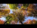 relaxing music sleep 3 minutes 1080p ::::: DAILY MEDITATION :::::: 2021