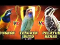 Download Lagu 3 MATERI WAJIB‼️ Cucak Cungkok vs Tengkek Buto vs Pelatuk Beras – Buat Murai Batu   #cucakcungkok