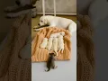 Download Lagu Dit kitten wilde gewoon bij de puppy's slapen... Wat er daarna gebeurde, deed ieders hart smelten