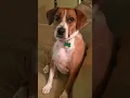 Conversation with a Boggle