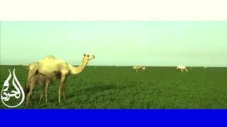 البطانة في فصل الخريف السودان 