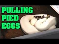 LET S PULL SOME EGGS How we take setup and incubate ball python EGGS