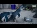 Zoo Tales - Korora